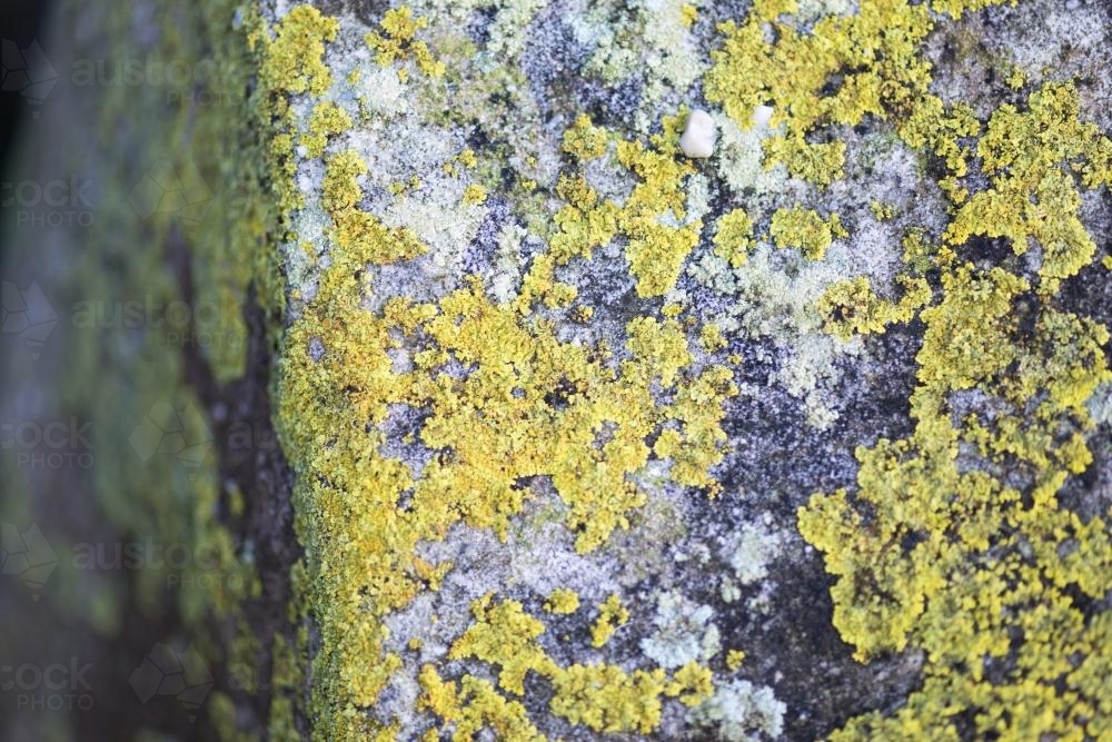 Yellow lichen covered rock - Australian Stock Image