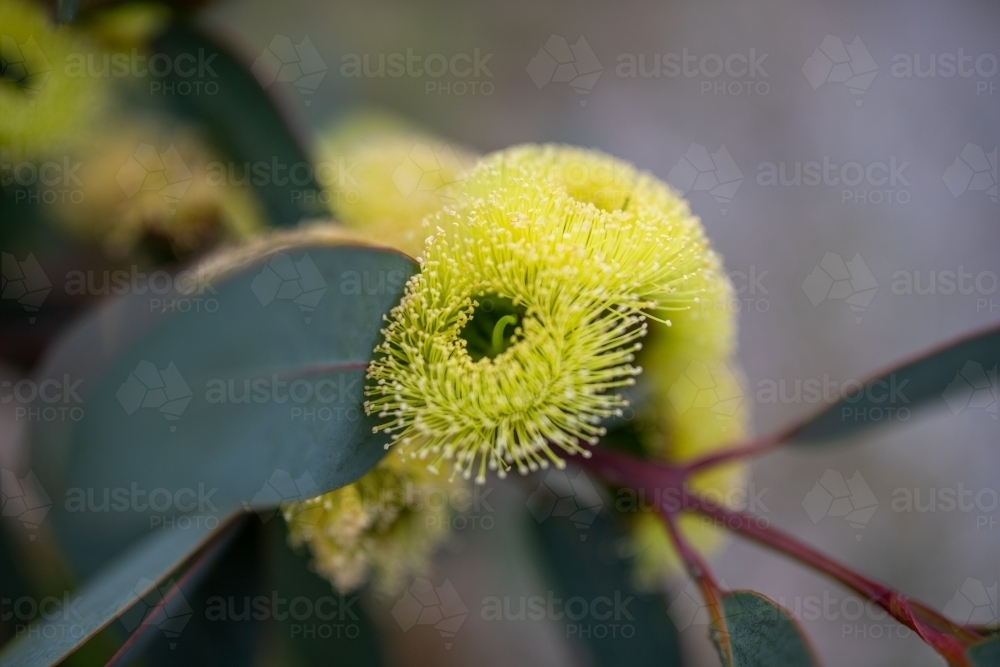 yellow mallee flower - Australian Stock Image