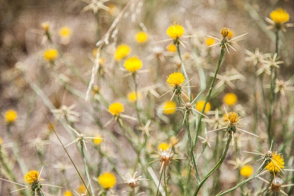 Yellow spiky native roadside flower - Australian Stock Image