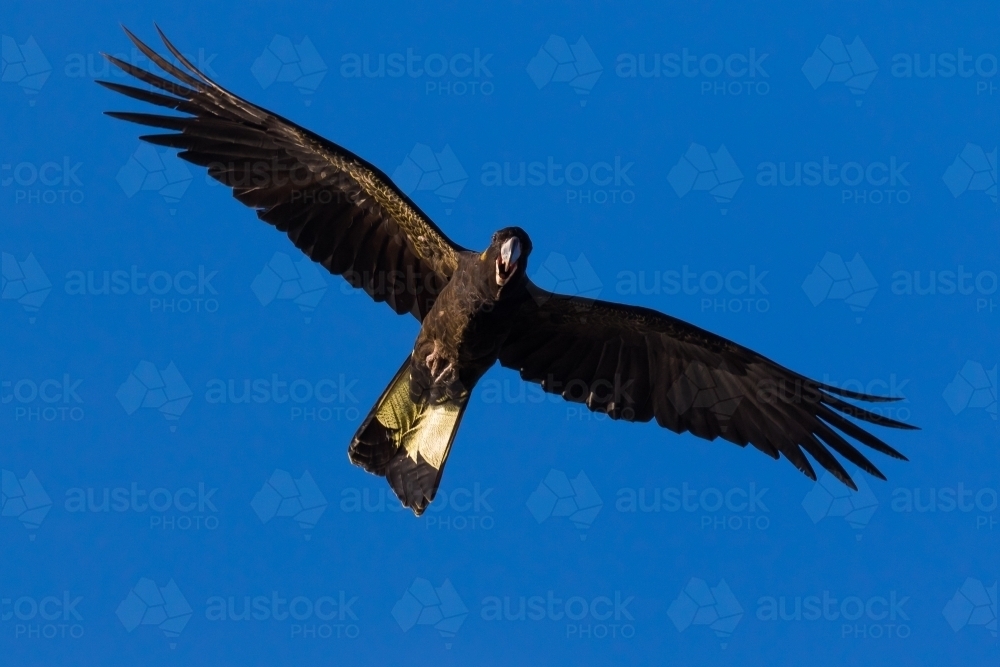 Yellow-tailed Black cockatoo - Australian Stock Image