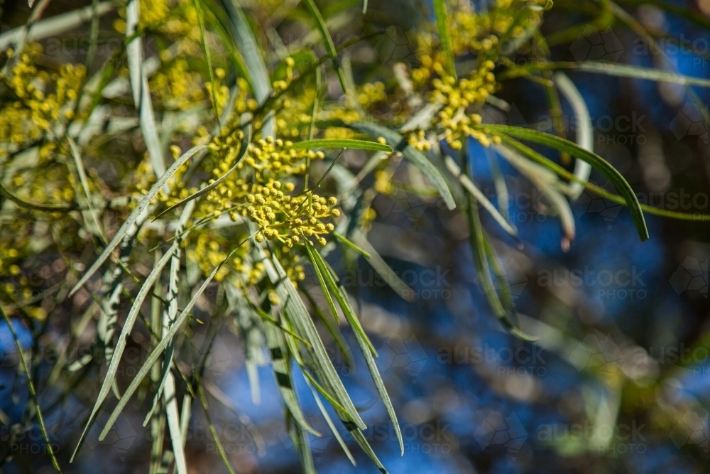 Image of Yellow wattle flower buds on a wattle tree - Austockphoto