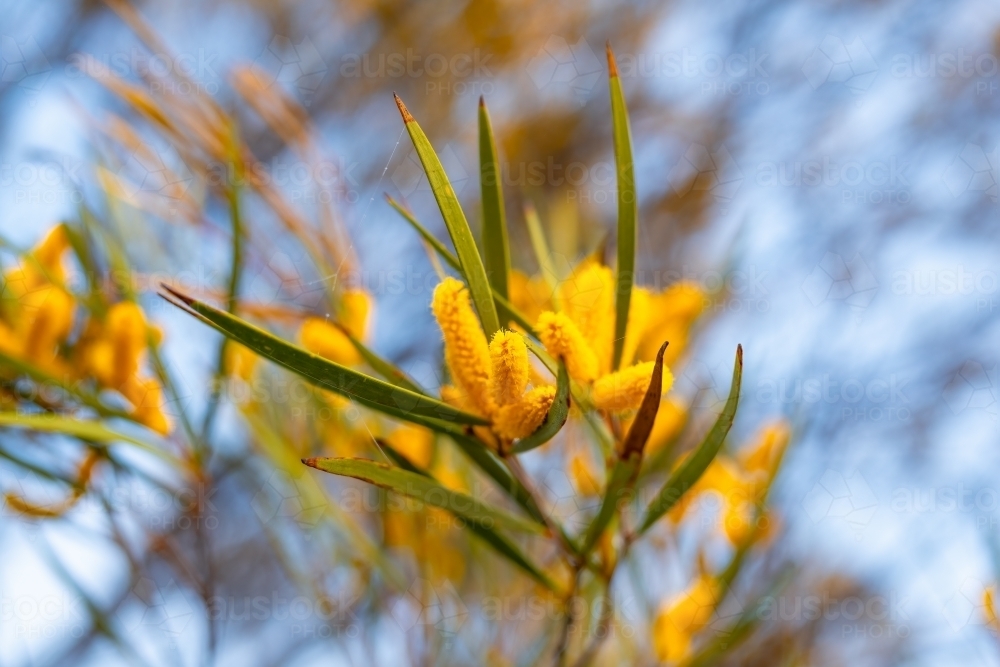 Image of Yellow wattle flower in spring - Austockphoto