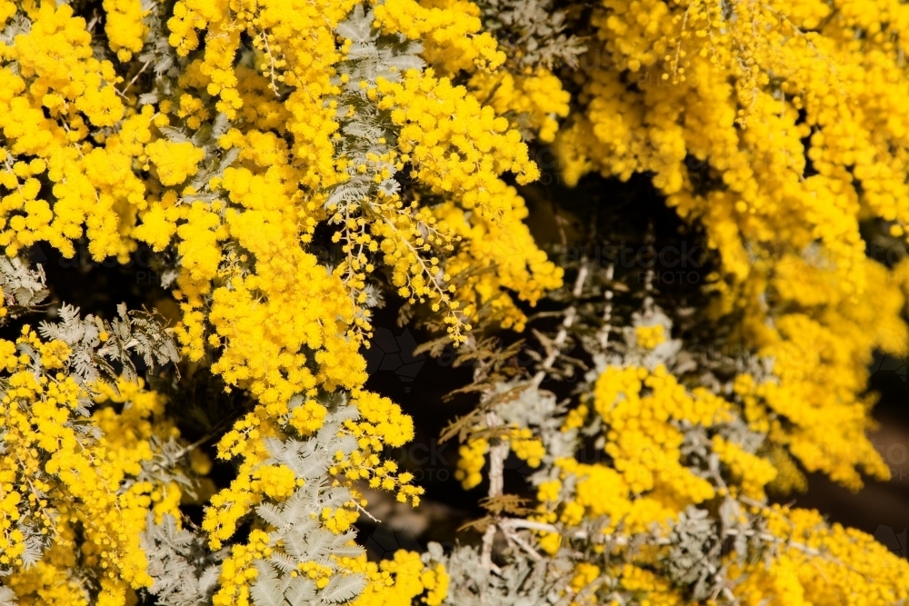 Yellow wattle flowers - Australian Stock Image