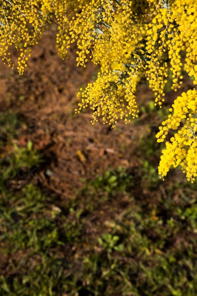 Yellow wattle flowers in springtime - Australian Stock Image