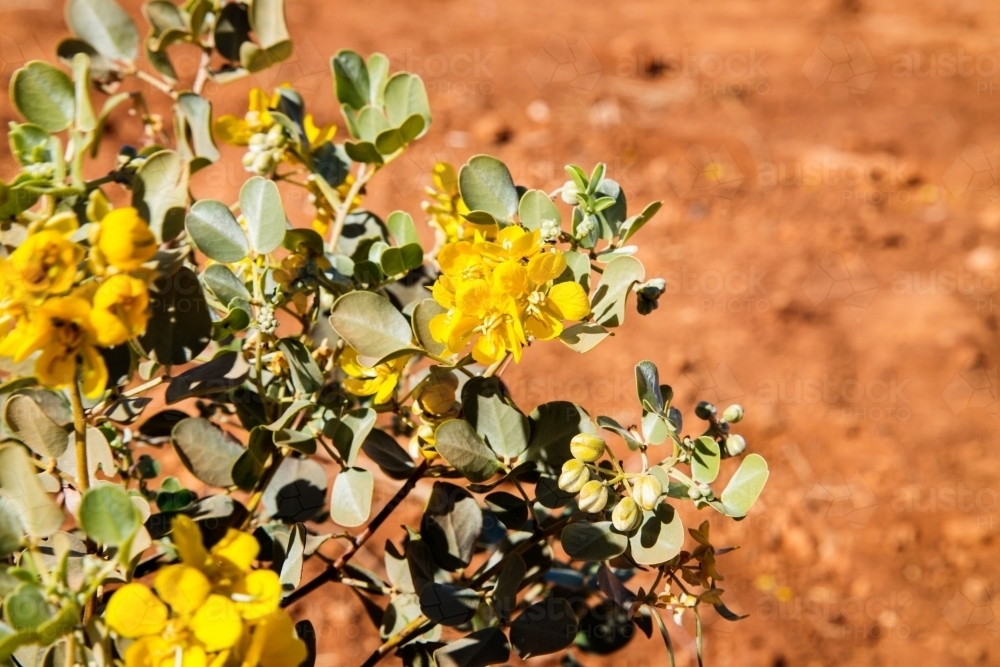 Yellow wildflowers against red dirt - Australian Stock Image