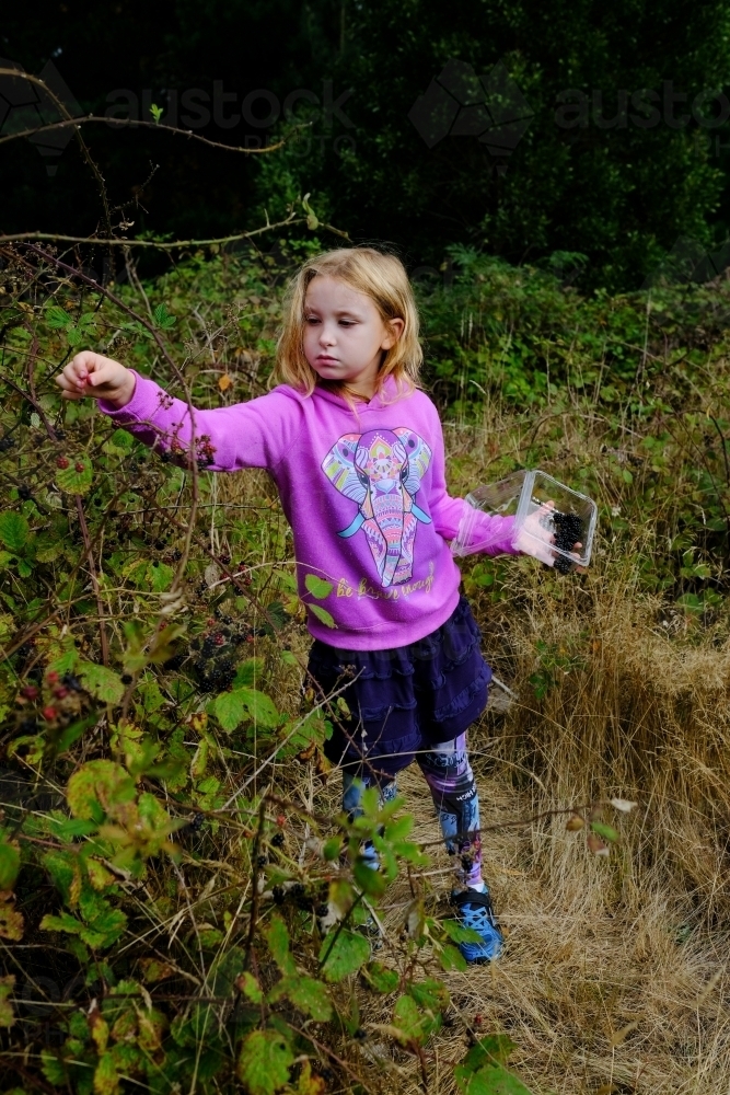 Young blonde girl picking blackberries in Victoria - Australian Stock Image