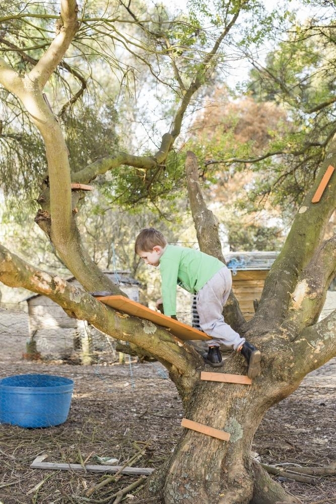 Young boy climbing up a tree in his backyard - Australian Stock Image