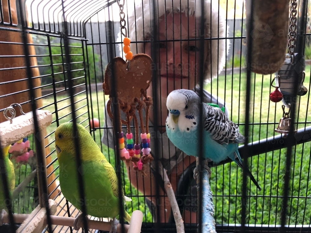 Young boy looking into bird cage with two budgerigar inside - Australian Stock Image