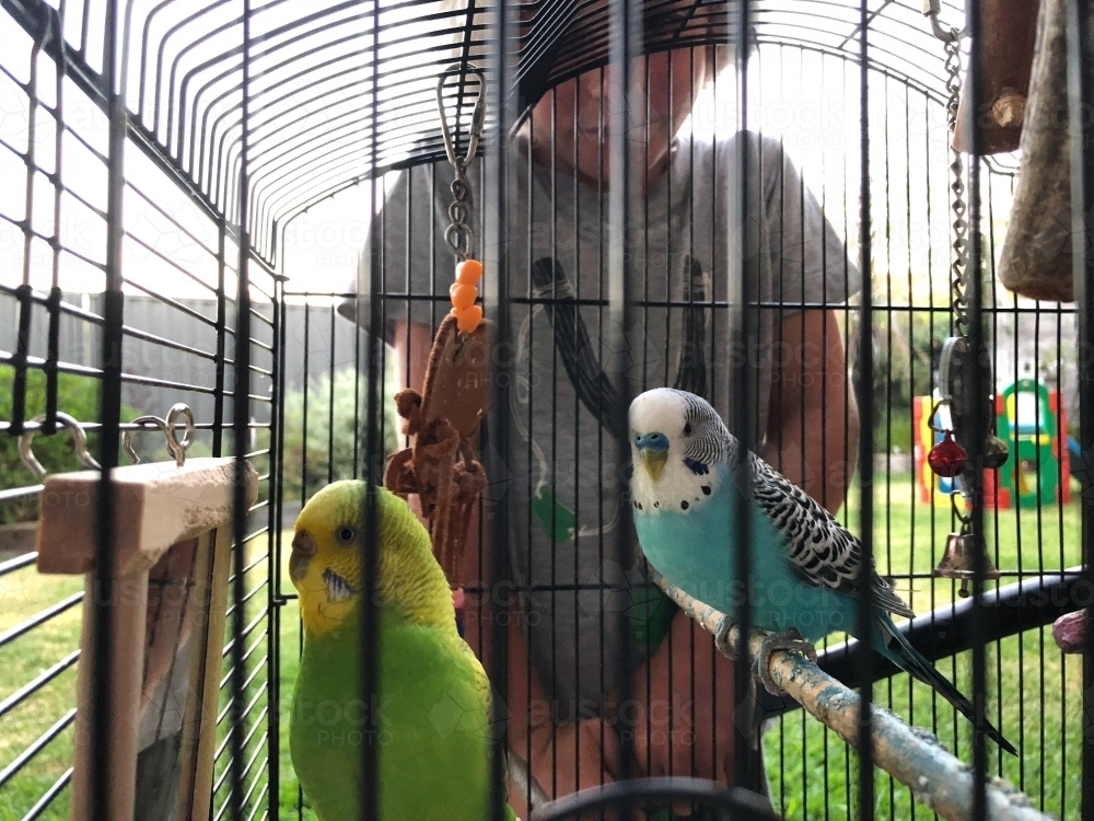 Young boy looking into bird cage with two budgerigar inside - Australian Stock Image