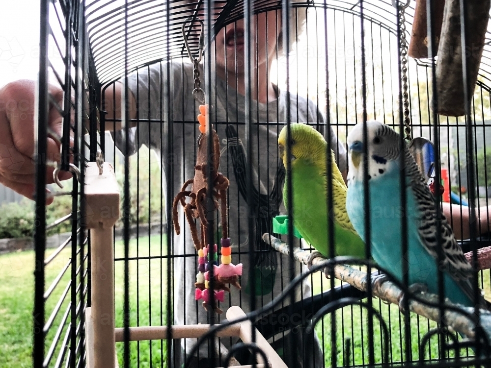 Young boy looking into bird cage with two budgerigar inside - Australian Stock Image