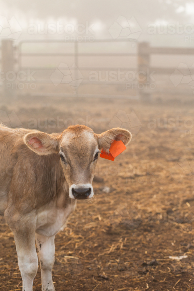 Young brown cow in foggy misty paddock with orange ear tag - Australian Stock Image