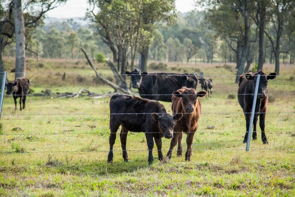 Young cattle looking through a barbed wire fence - Australian Stock Image