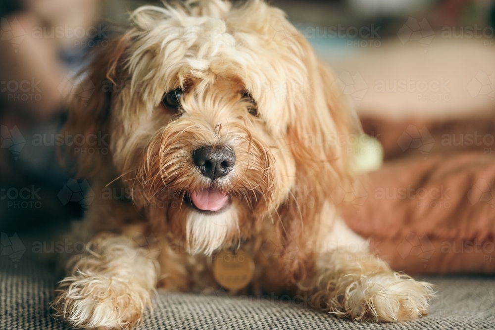 Young Cavoodle breed dog relaxing indoors - Australian Stock Image