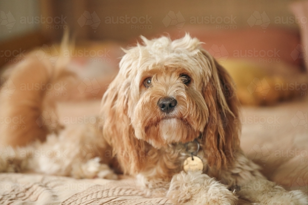 Young Cavoodle breed dog relaxing indoors - Australian Stock Image