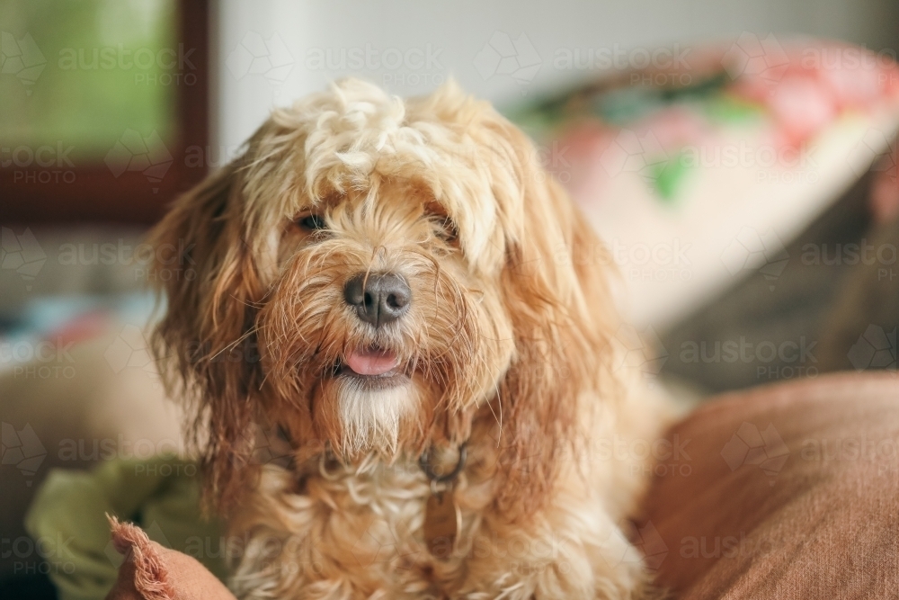 Young Cavoodle breed dog relaxing indoors - Australian Stock Image