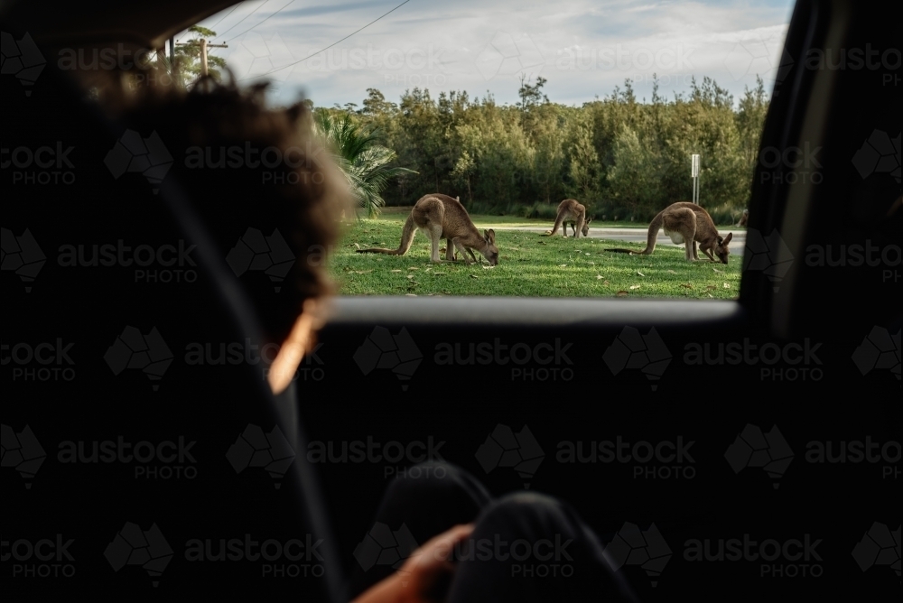 Young child sitting in the car watching Grey kangaroos eating grass on a front lawn - Australian Stock Image