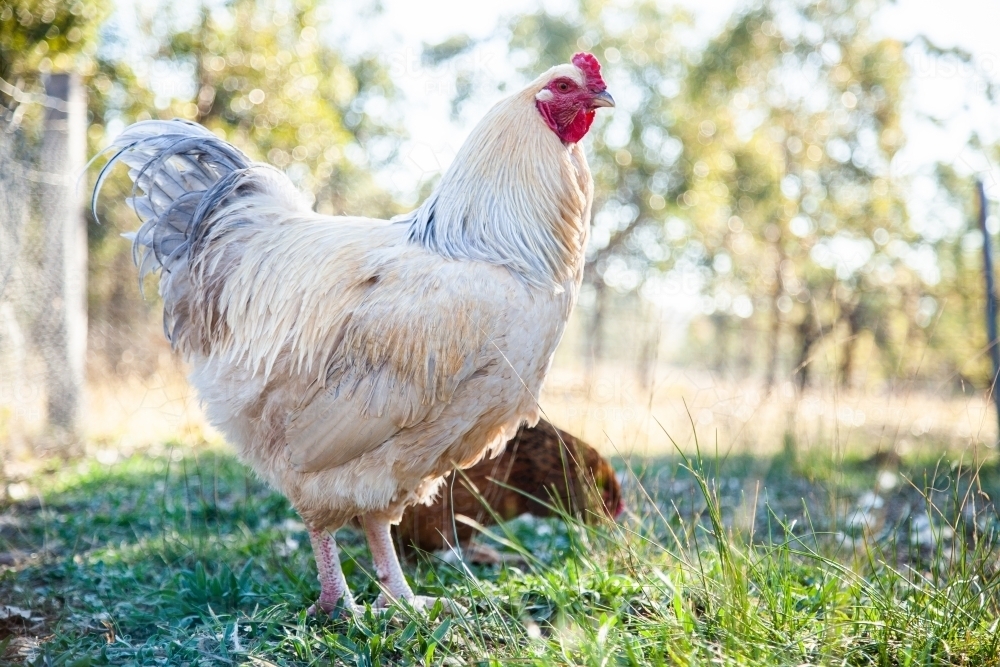 Young cockerel with hen outside - Australian Stock Image