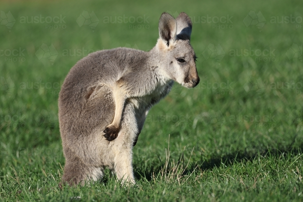 Young Female Red Kangaroo - Australian Stock Image