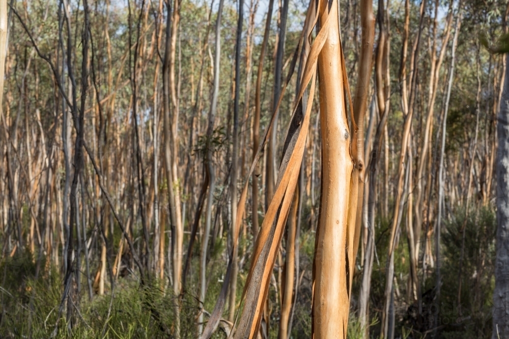 Young gimlet trees in dense woodland near Lake King - Australian Stock Image