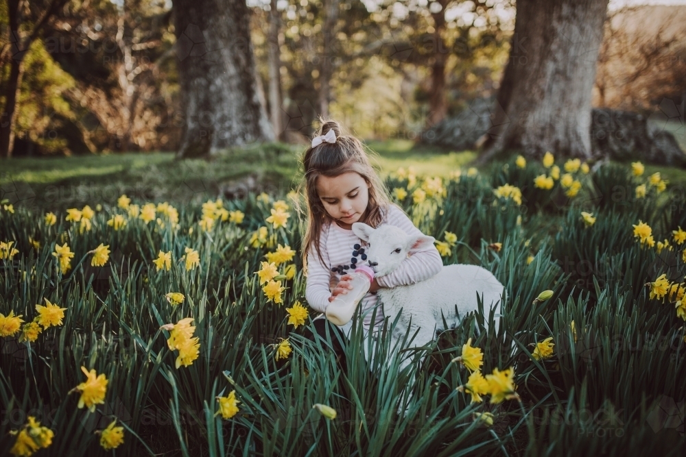 Young girl bottle feeding a lamb in a field of daffodils - Australian Stock Image