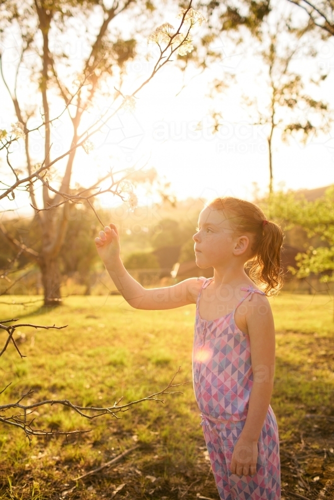 Young girl picking flowers from a tree - Australian Stock Image