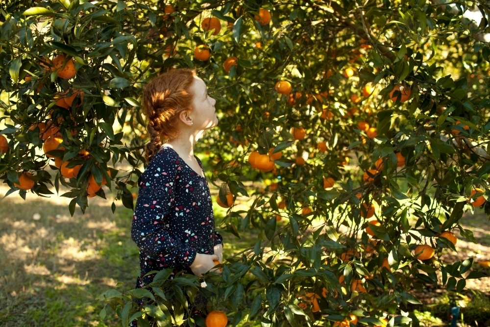 Young girl picking mandarins at a farm - Australian Stock Image