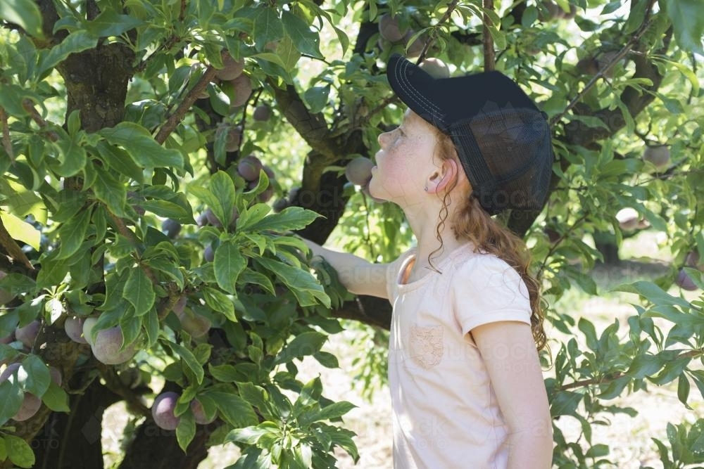 Young girl picking plums off a tree - Australian Stock Image