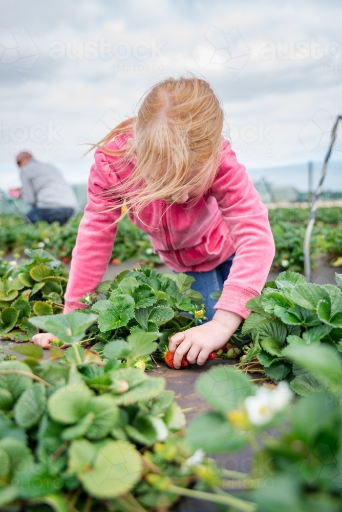 Young Girl Strawberry Picking - Australian Stock Image