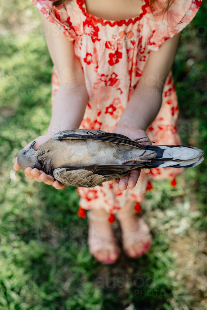 Young girl wearing a dress holding a dead turtle dove bird - Australian Stock Image