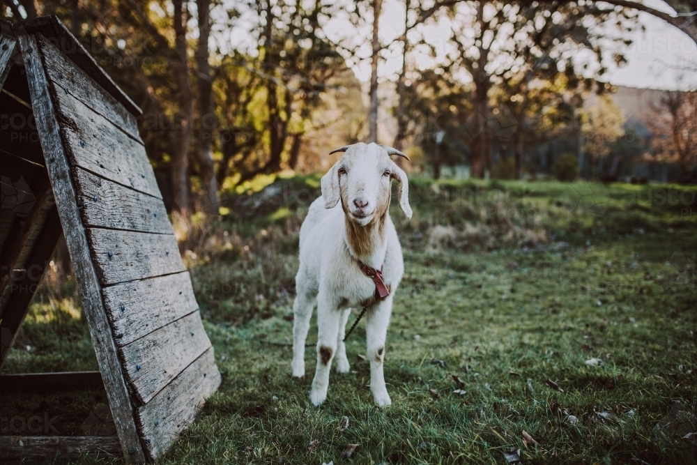 Young goat sanding in paddock looking at camera - Australian Stock Image