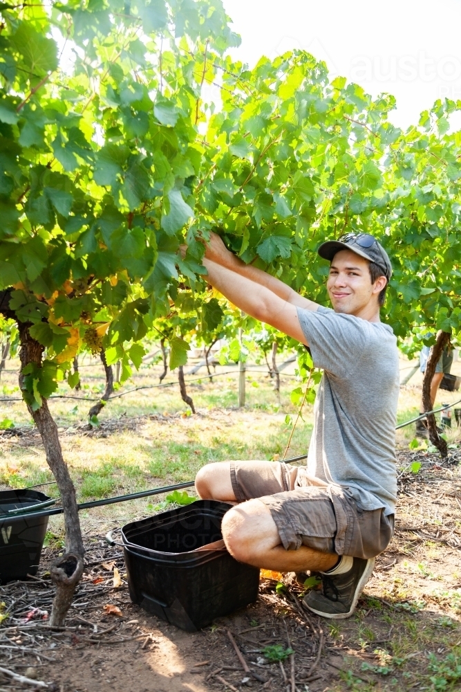 Young grape picker doing casual work in a vineyard picking chardonnay grapes - Australian Stock Image