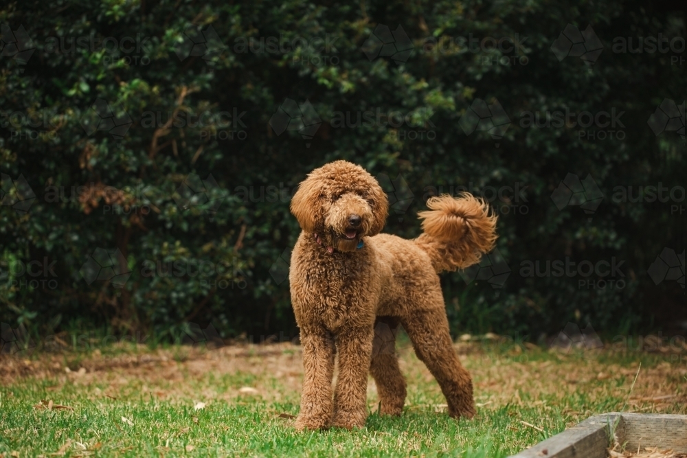 Young Groodle mixed-breed dog, also known as Golden Doodle (Poodle Golden Retriever Cross) - Australian Stock Image