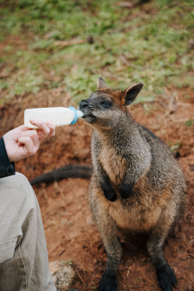 Young Joey being bottle fed outdoors by an animal care attendant. - Australian Stock Image