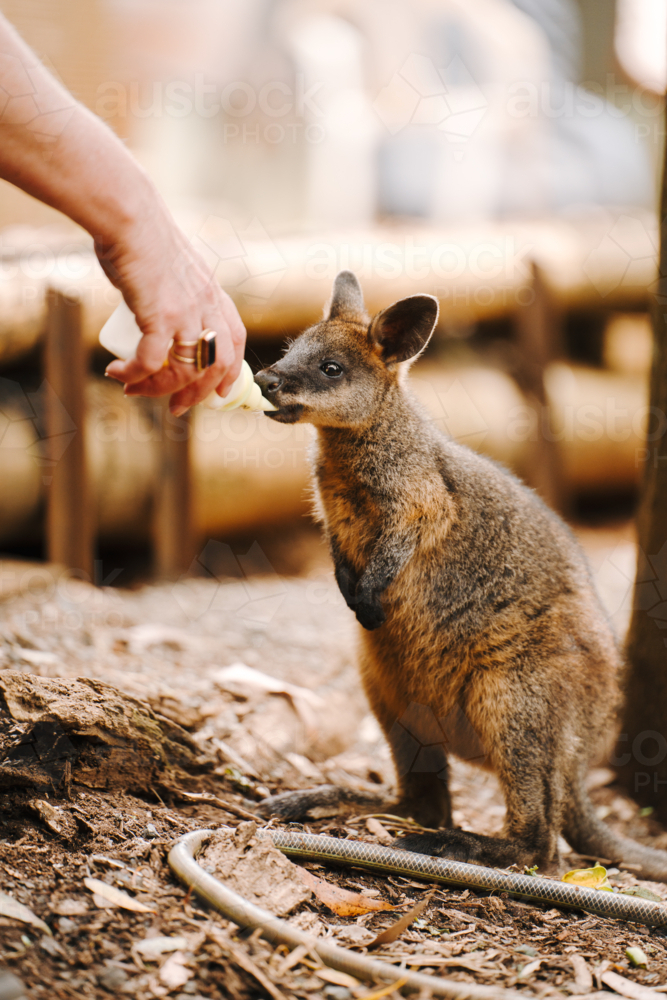 Young Joey being bottle fed outdoors by an animal care attendant. - Australian Stock Image