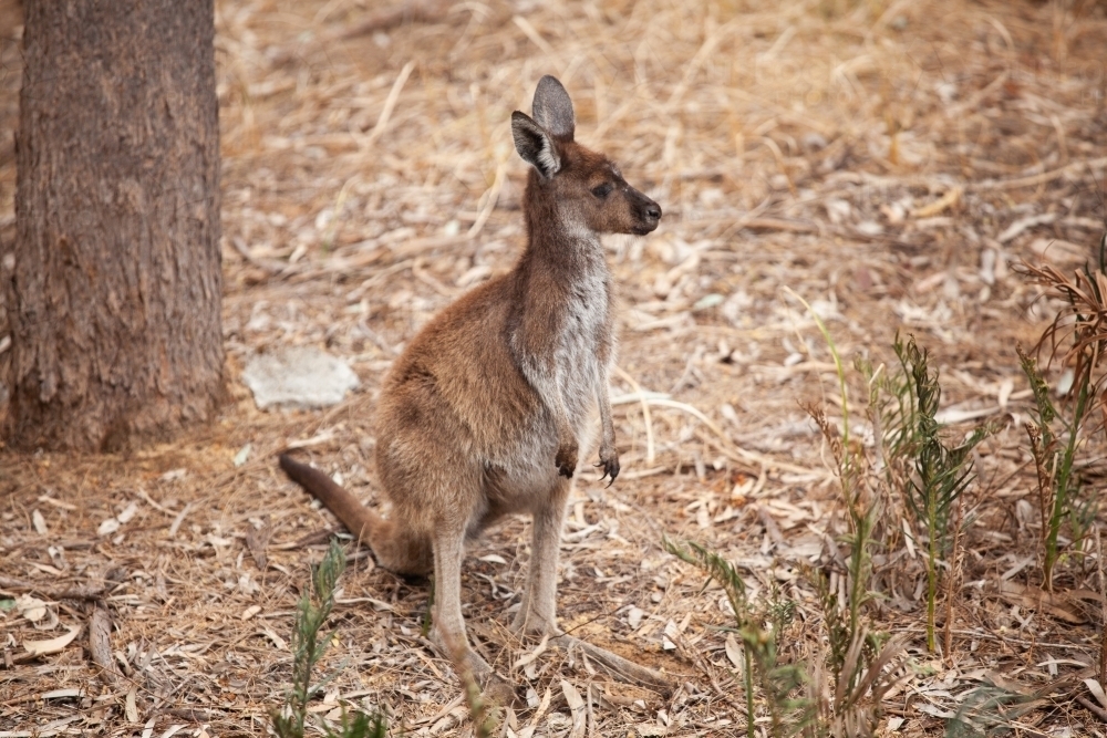 Young kangaroo joey - Australian Stock Image