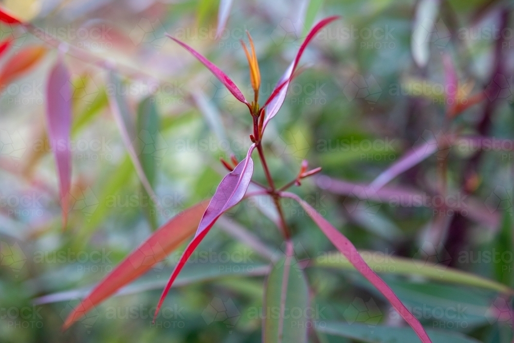 Young leaves of native angophora tree - Australian Stock Image