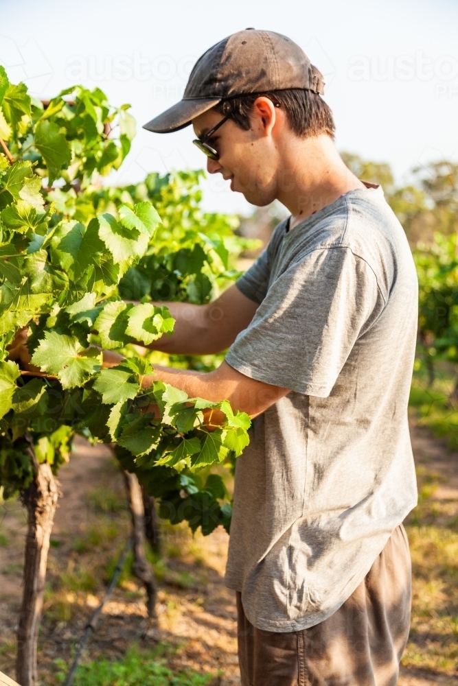 Young man grape picking at vineyard in summer - Australian Stock Image