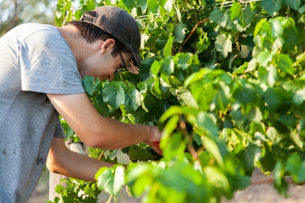 Young man grape picking at vineyard in summer - Australian Stock Image