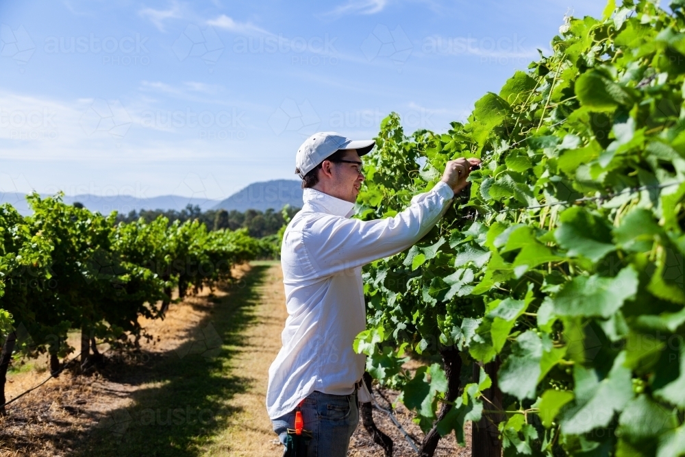 Young man outside in summer working in vineyard putting up wires - Australian Stock Image