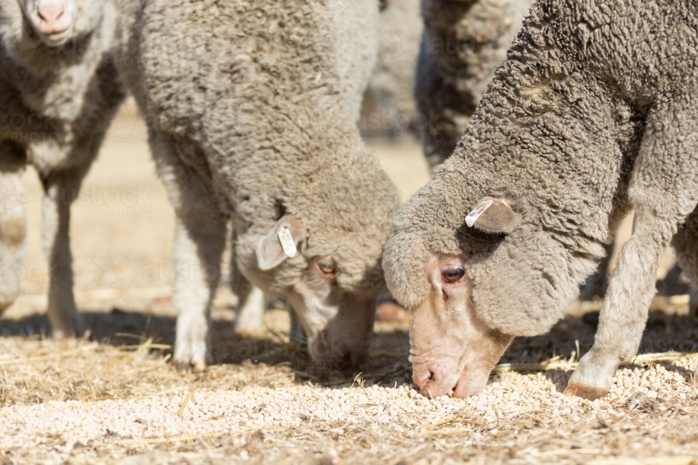 Young merino sheep eating lupins in drought - Australian Stock Image