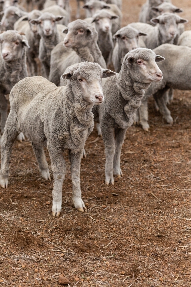 Young merino sheep in dry paddock - Australian Stock Image