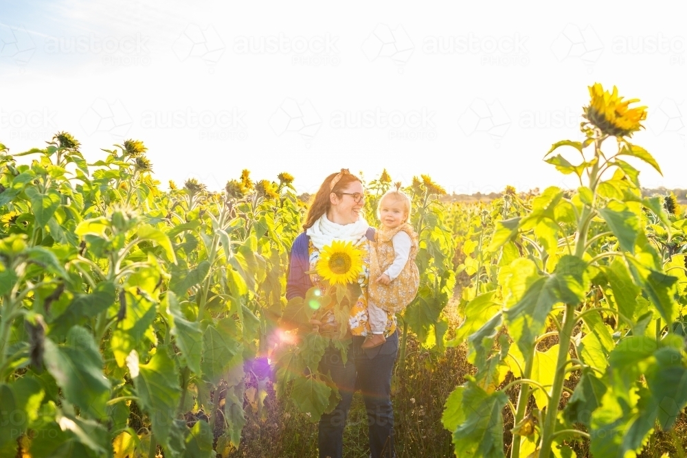 Young mum in her twenties with toddler in sunflower patch - Australian Stock Image