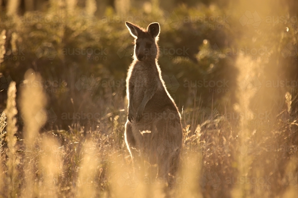 Young Native Australian Kangaroos foraging in the native grasslands on sunset at Wilsons Promontory - Australian Stock Image