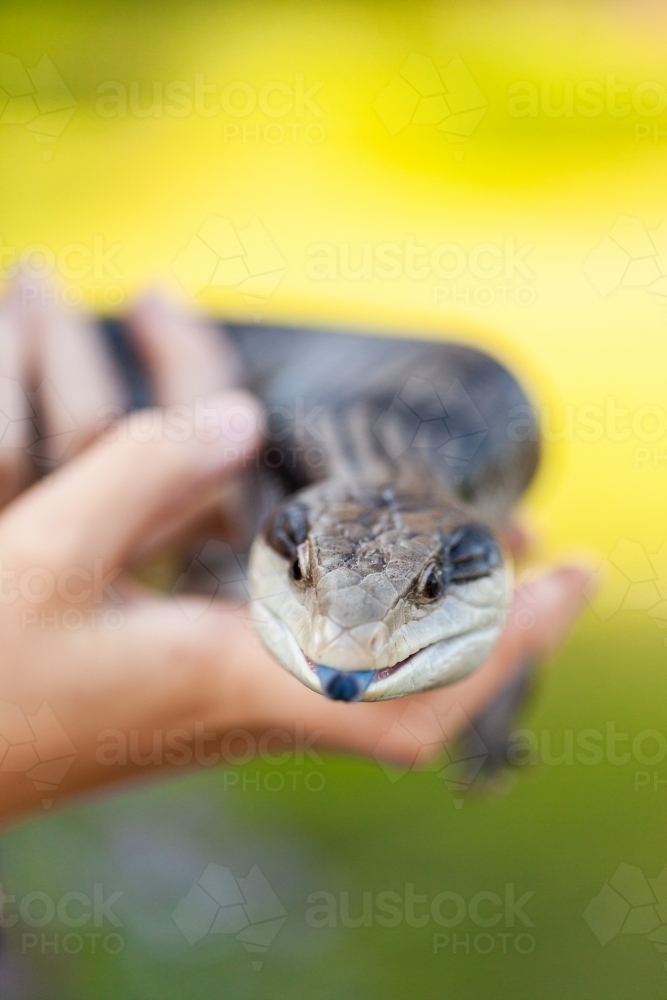 Young person hands holding pet blue tongue lizard outside - Australian Stock Image