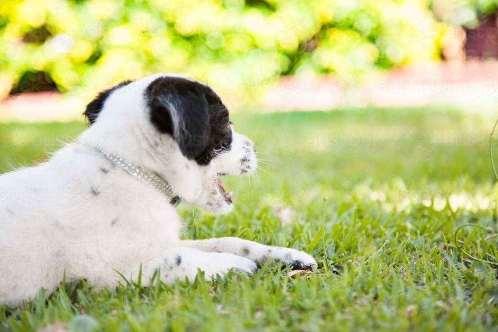 Young puppy dog on lying on grass in the backyard - Australian Stock Image