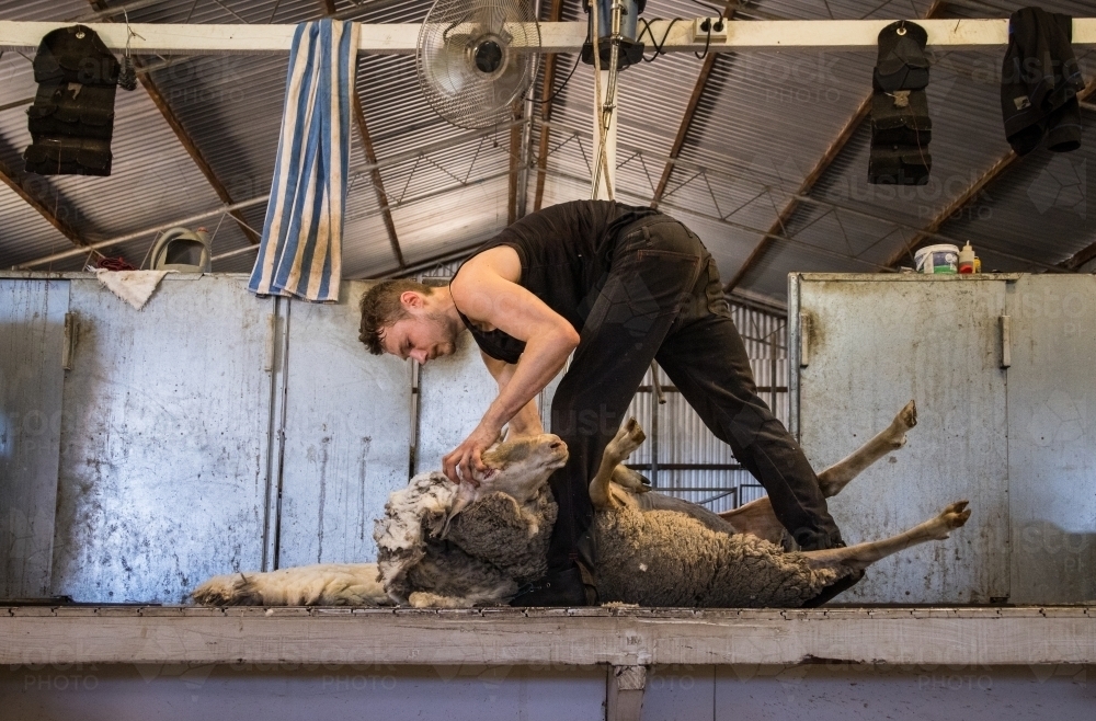 young shearer shearing a sheep on a raised board - Australian Stock Image