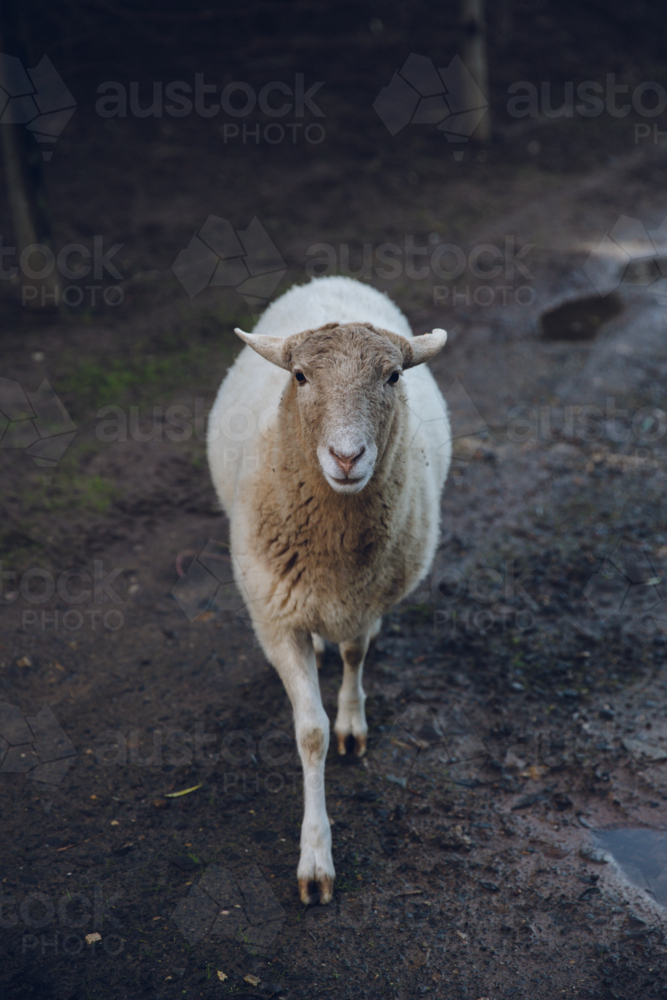 Young sheep walking on a wet ground - Australian Stock Image