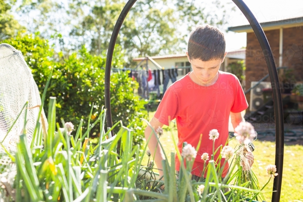 Young teenager gardening in his raised veggie garden in rural backyard - Australian Stock Image