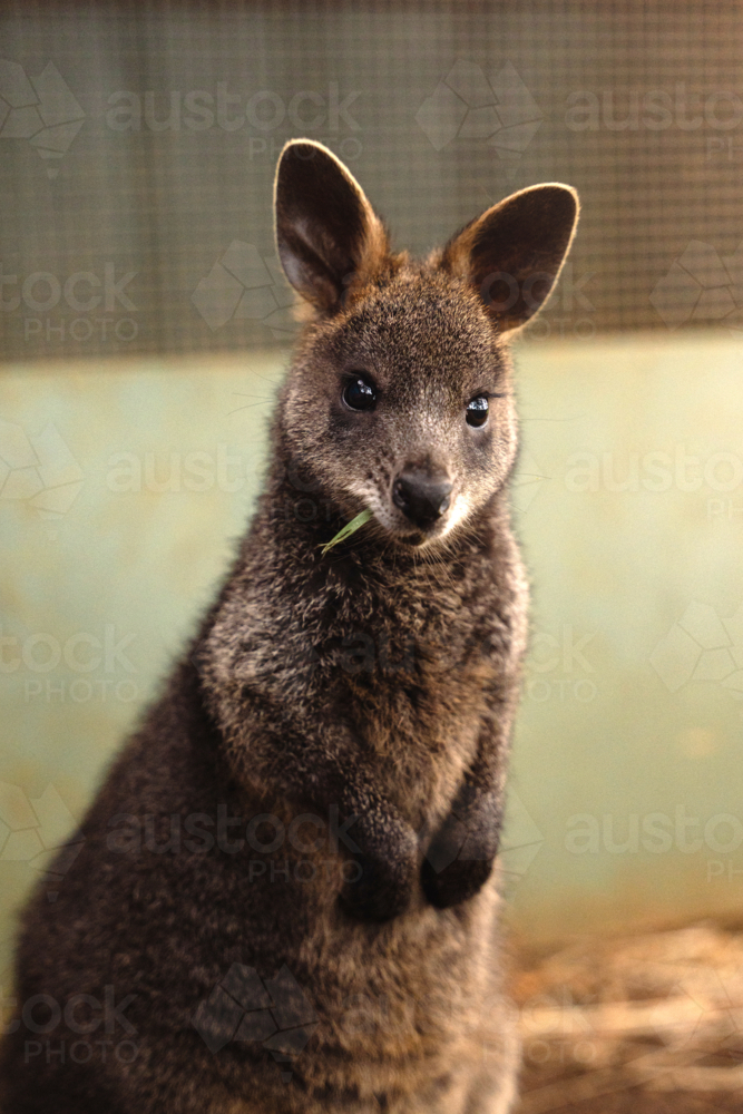 Young Wallaby looking at the camera while chewing grass - Australian Stock Image