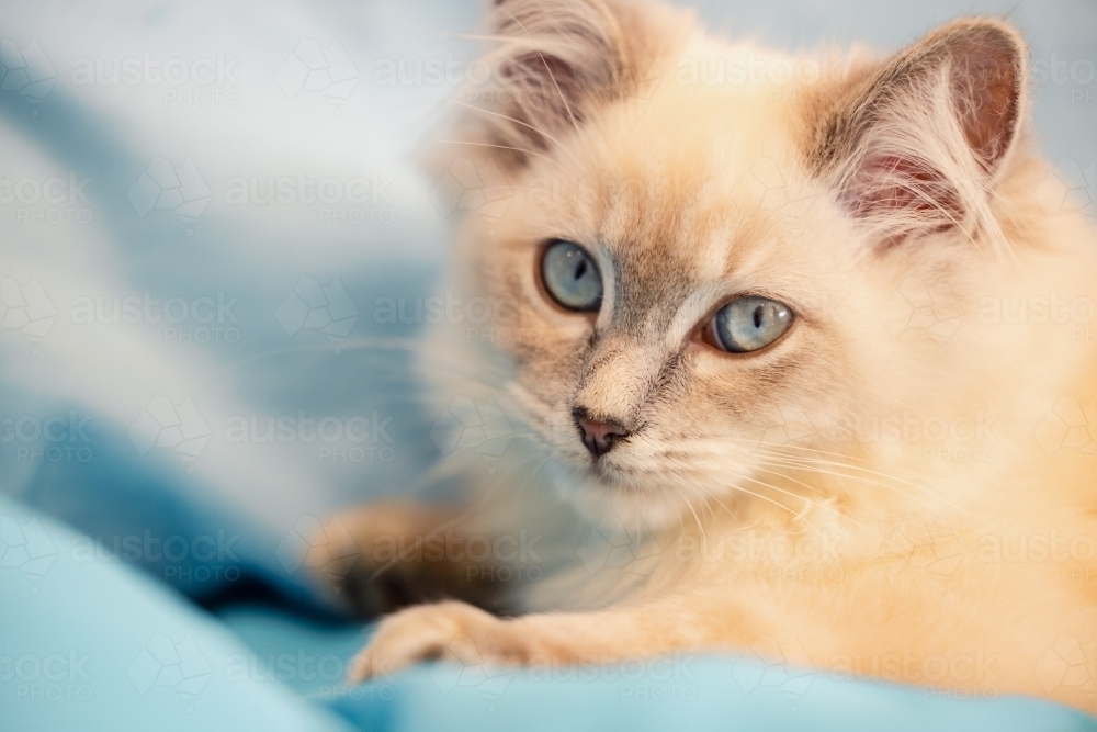 Young white kitten with vibrant blue eyes - Australian Stock Image